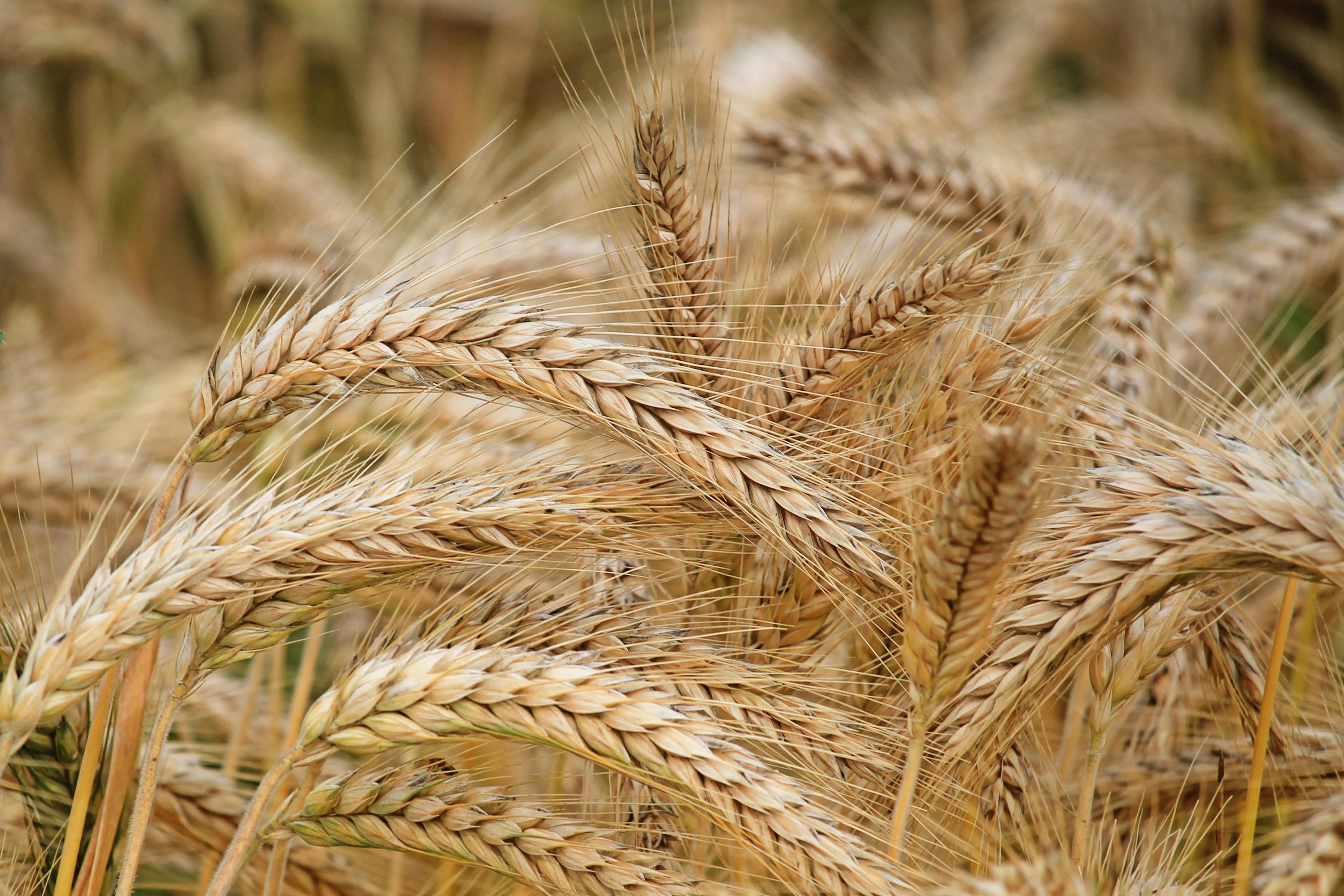resources_page.cereals
