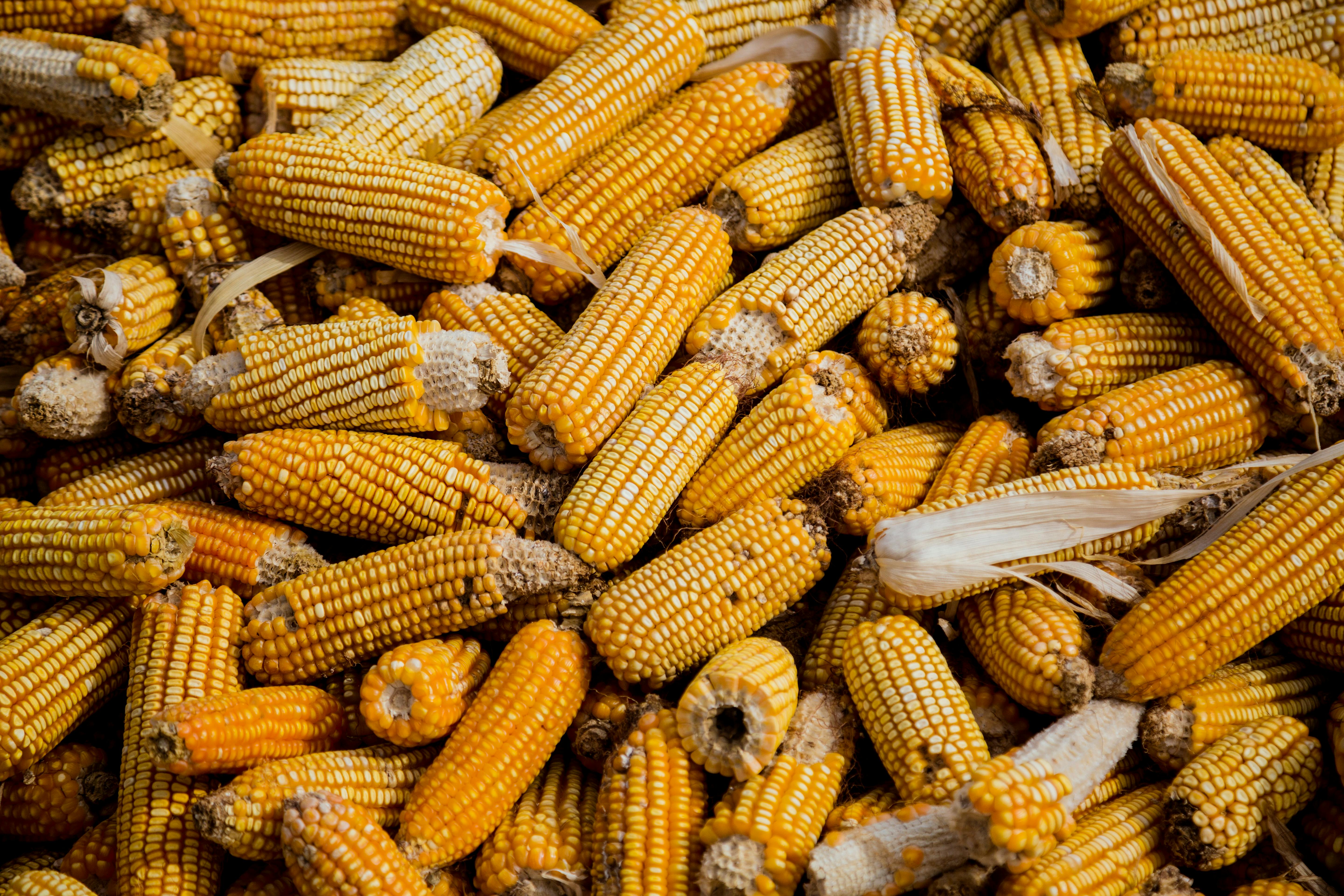 resources_page.corn