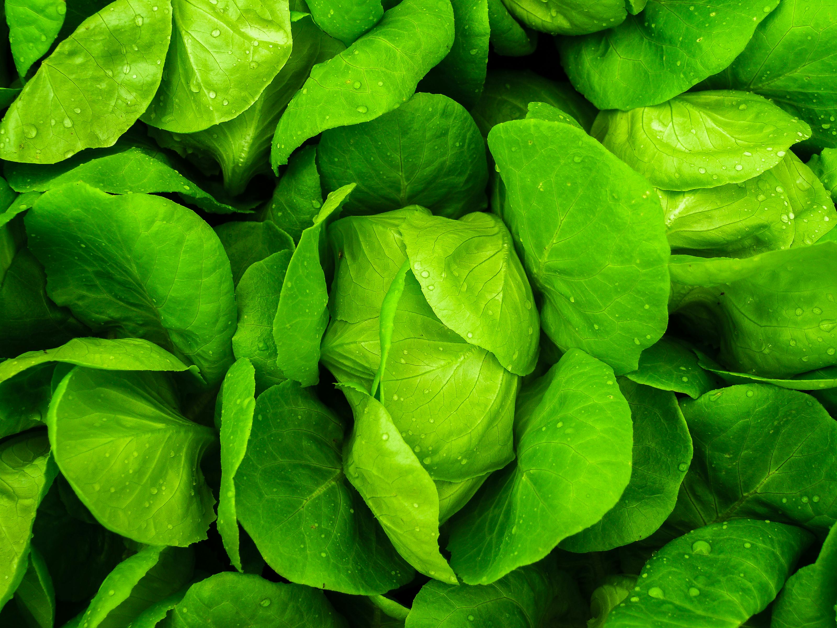 resources_page.lettuce