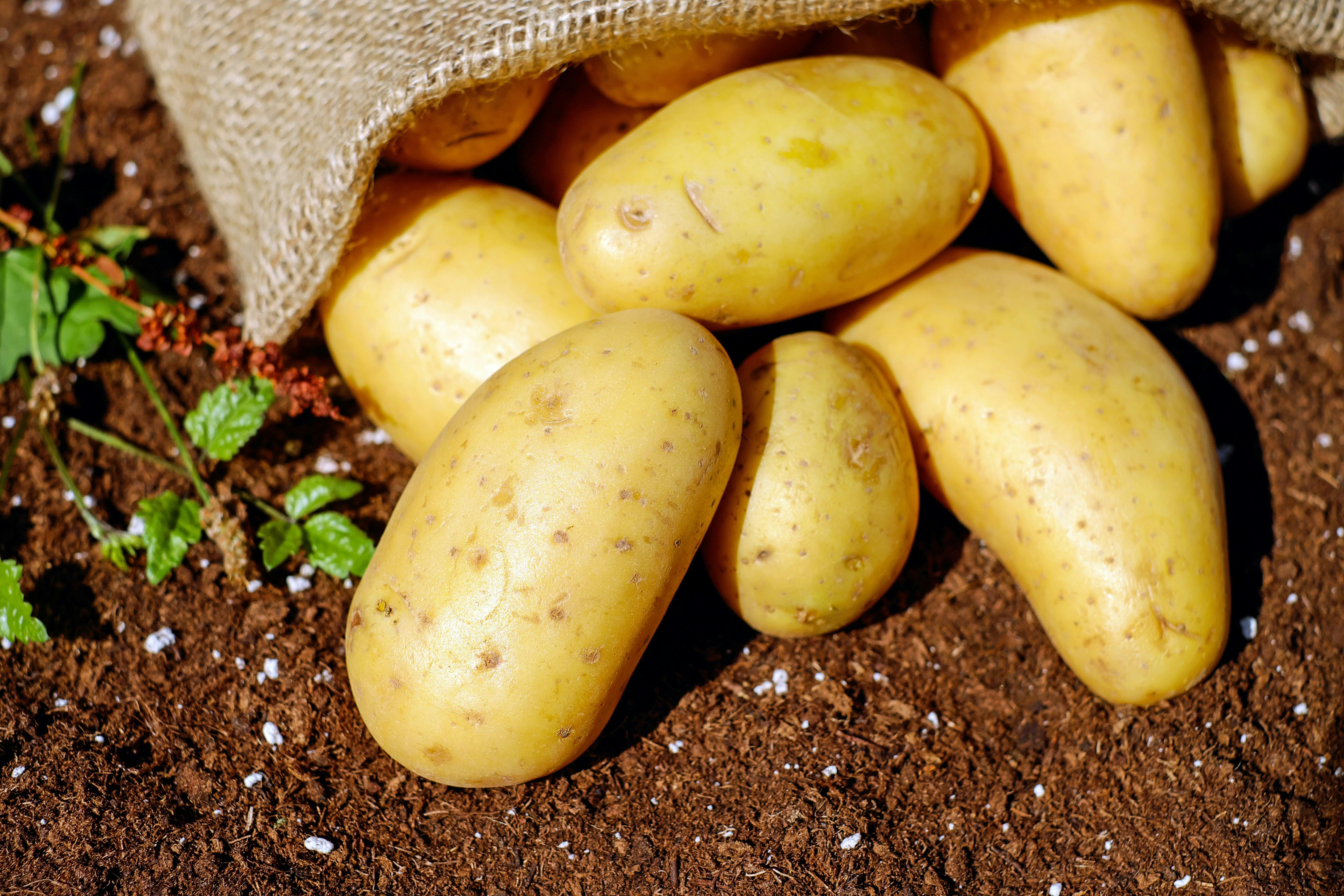 resources_page.potato